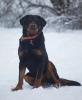 Photo №2 de l'annonce № 97014 de la vente rottweiler - acheter à Fédération de Russie annonce privée