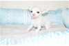 Photo №3. De beaux chiots Chihuahua à adopter. USA