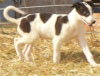 Photo №1. lévrier greyhound - à vendre en ville de Ванкувер | 615€ | Annonce №50493