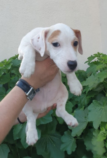 Photo №2 de l'annonce № 2491 de la vente jack russell terrier - acheter à Fédération de Russie 