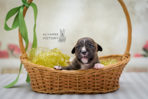 Photo №1. american staffordshire terrier - à vendre en ville de Saint-Pétersbourg | 639€ | Annonce №2465