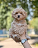 Photo №3. maltipoo. Allemagne