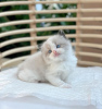 Photo №1. ragdoll - à vendre en ville de Bakersfield | 250€ | Annonce № 119542