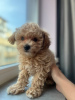 Photo №3. Maltipoo F1 Super Mini. Allemagne