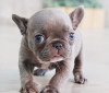 Photo №1. bouledogue - à vendre en ville de Штутгарт | 500€ | Annonce №64324