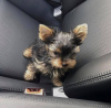 Photo №1. yorkshire terrier - à vendre en ville de Sydney | 1136€ | Annonce №84734