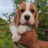 Photo №4. Je vais vendre beagle en ville de Nuremberg. annonce privée - prix - 360€