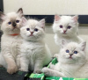 Photos supplémentaires: Chaton Ragdoll disponible à la vente