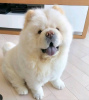 Photo №1. chow-chow - à vendre en ville de Druskininkai | 300€ | Annonce №75795