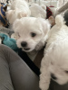 Photo №1. bichon maltais - à vendre en ville de Los Angeles | 284€ | Annonce №97058