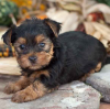 Photos supplémentaires: Magnifiques chiots Yorkshire terrier miniatures