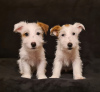 Photo №1. jack russell terrier - à vendre en ville de Gostynin | 1000€ | Annonce №29998