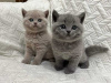 Photo №1. british shorthair - à vendre en ville de Walldorf | négocié | Annonce № 110367