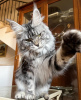 Photo №1. maine coon - à vendre en ville de Berlin | 800€ | Annonce № 103866