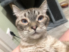 Photos supplémentaires: Mura est un jeune chat imposant, au pelage rose et au sang bleu.