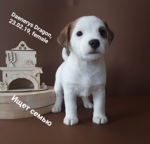 Photo №4. Je vais vendre jack russell terrier en ville de Moscou. éleveur - prix - 496€