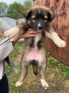 Photo №3. Les grands chiots sont entre de bonnes mains. Fédération de Russie