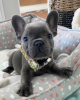 Photo №1. bouledogue - à vendre en ville de Helsinki | 450€ | Annonce №120142