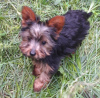 Photo №1. yorkshire terrier - à vendre en ville de Амерсфоорт | 410€ | Annonce №16461