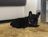 Photo №4. Je vais vendre bouledogue en ville de Potsdam. annonce privée - prix - 360€