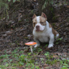 Photo №1. american bully - à vendre en ville de Saint-Pétersbourg | 986€ | Annonce №115983