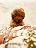 Photo №4. Je vais vendre chien bâtard en ville de Ужгород. de la fourrière, éleveur - prix - 1500€