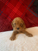 Photo №3. Beaux chiots Cavapoo Pour adoption gratuite. Allemagne