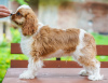 Photo №4. Je vais vendre cavalier king charles spaniel en ville de Berlin. annonce privée - prix - 900€