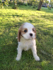 Photos supplémentaires: Chiots Cavalier King Charles Spaniel idéaux.