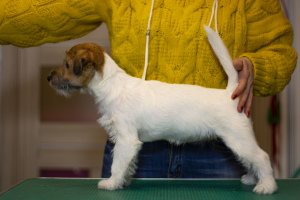 Photo №3. Chiot Jack Russell Terrier. Biélorussie