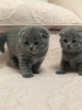 Photos supplémentaires: Superbes chatons Scottish Fold de race GCCF