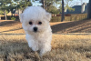 Photo №3. Des chiots Bichon Frise dotés de personnalités exceptionnelles sont prêts à. USA