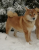 Photo №3. Les chiots Shiba Inu du chenil Yukashi recherchent les meilleurs propriétaires. Fédération de Russie