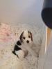 Photo №1. beagle - à vendre en ville de Georgiana | 521€ | Annonce №66433