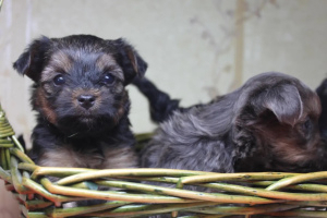 Photos supplémentaires: Adorables chiots yorkais à vendre (mini)