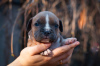 Photo №3. Chiots American Staffordshire Terrier. Ukraine