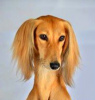 Photos supplémentaires: Chiots Saluki, femelles et mâles