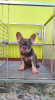 Photo №3. CHIOTS BOULEDOGUE FRANÇAIS À VENDRE PHILIPPINES 09457024296. Les philippines