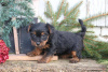 Photo №2 de l'annonce № 63822 de la vente yorkshire terrier - acheter à Allemagne 