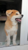 Photo №3. Chiot Akita Inu. Biélorussie