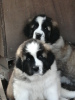 Photo №2 de l'annonce № 13841 de la vente chien de garde de moscou - acheter à Fédération de Russie de la fourrière