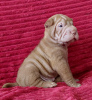 Photo №1. shar pei - à vendre en ville de Krasnodar | négocié | Annonce №115414