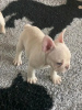 Photo №4. Je vais vendre bouledogue en ville de Штутгарт. annonce privée - prix - 331€