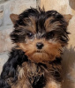 Photo №4. Je vais vendre yorkshire terrier en ville de Гамбург. annonce privée - prix - 256€