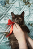 Photo №3. Le merveilleux jeune chat Chanel est à la recherche d'un foyer et d'une famille. Biélorussie