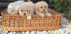 Photo №3. Chiots Caniche et Maltipoo. Serbie