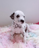 Photo №1. dalmatien - à vendre en ville de Londres | 400€ | Annonce №13482