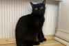Photos supplémentaires: Chaton chat noir Shelly comme cadeau pour les bons cœurs !