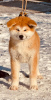 Photos supplémentaires: Chiots Akita Inu japonais