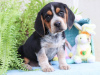 Photo №1. beagle - à vendre en ville de Düsseldorf | Gratuit | Annonce №123918